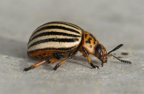 Réf. 228 175 : Leptinotarsa decemlineata